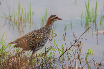 Nature wildlife image Buff Banded Rail bird on paddy filed.