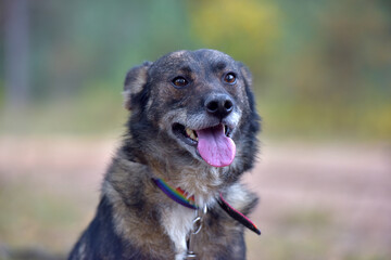 mongrel dog in the animal shelter waiting for the owners