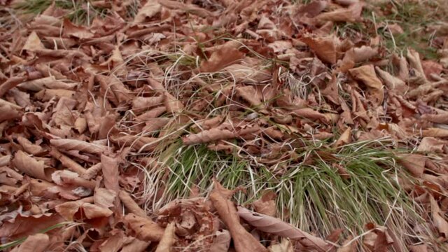 Close view of dry leaves on the ground in the forest. Dry fallen leves on the ground in the park or wood