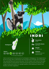 Animal Infographic Series - Indri Lemur