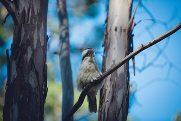 Kookaburra on eucalyptus