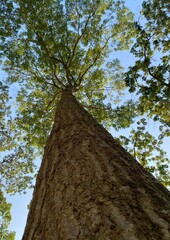 Tree and the sky 