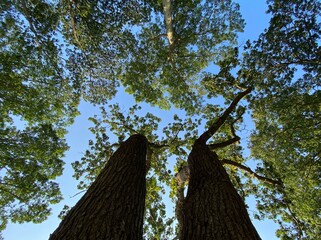 Tree and the sky 
