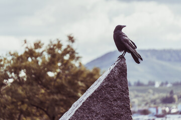 Crow