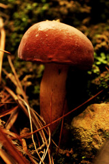 Tyloboletus rubrobrunneus on the woods.