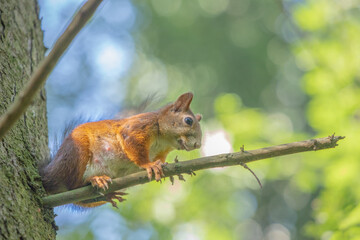 A squirrel sits on a branch and looks away.