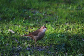Uruguayan baker bird