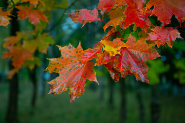 Red Maple Leaves
