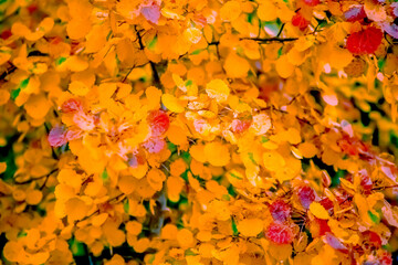 Yellow birch leaves