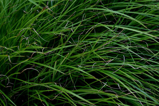 Tall grass desktop HD background