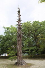 Fototapeta premium 徳重神社境内の枯れた古木 