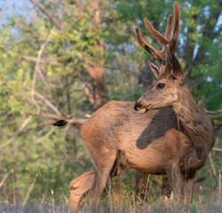 Mule deer