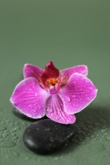 Spa Stones and Orchid Flower.Zen Stones. Massage Stone.Black stones and pink orchid flower in water drops on green background