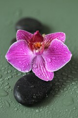 Spa Stones and Orchid Flower.Zen Stones. Massage Stone.Beauty and harmony. Black stones and orchid flower in water drops on green background