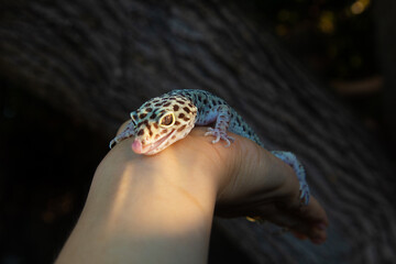 a lizard sits on a person's hand and sticks out its tongue 