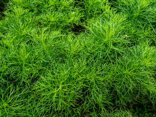 green plants with thin, pointed leaves like small stems, dominant green
