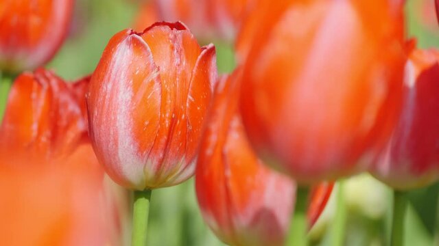 【春】赤色のチューリップの花が風に揺れる様子　フィクス撮影
