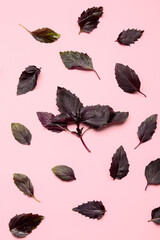 Composition with fresh basil on color background