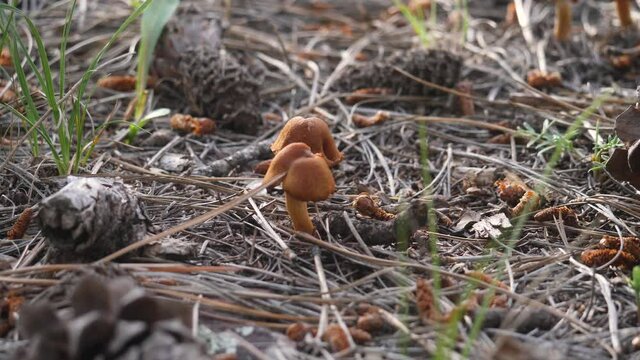 Flies fly around a surprise webcap cortinar mushroom in a bed of pine needles