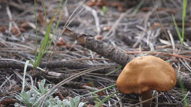 Tilting view of a surprise webcap cortinar in a pine needle-covered ground.