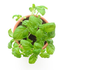 Fresh basil in pot on light background