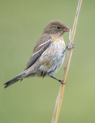 Fototapeta premium Birds