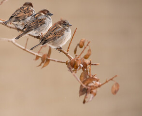 Birds