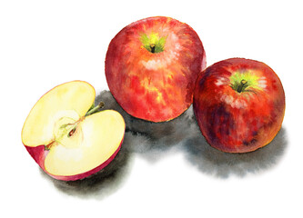 アナログ水彩りんご２個と半分