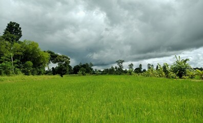Black rain clouds formed on the green rice fields. gave rise to the concept of arable climate  or used to report the weather