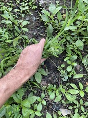Close up hand pull the grass in nature garden
