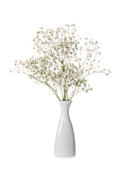 Beautiful gypsophila flowers in vase on white background