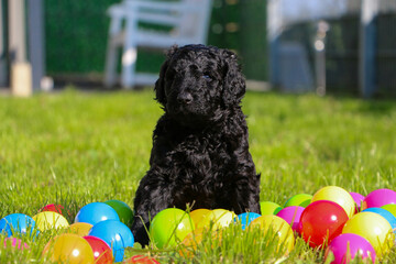 beautiful small black mixed dog puppy with curly hair is sitting in the garden in a heap of...