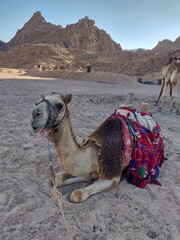 Fototapeta premium Camel