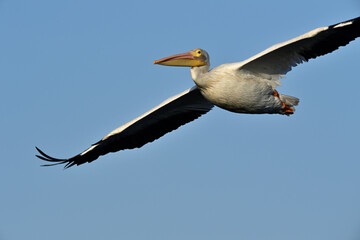 Fototapeta na wymiar American White Pelican - Pelecanus erythrorhynchos