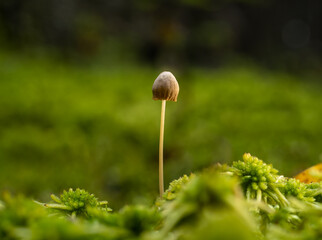 Macro of a single delicate brown  wild mushroom surrounded by shades of green moss.
