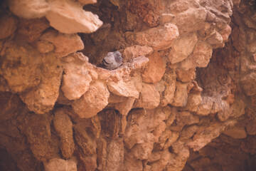 世界遺産グエル公園の鳩 - スペインバルセロナのアントニオ・ガウディ建築	