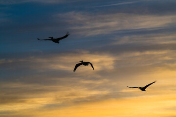 Fototapeta na wymiar Three pelican silhouettes in the sunset sky with high cloud