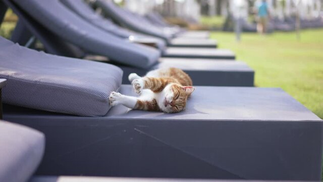 Side view row of sun lounges with relaxed red cat stretching in sunbeam. Comfortable soft pillows on sunbeds with cute pet enjoying sunshine outdoors at tourist resort. Slow motion