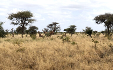 Giraffes among the trees. Taken in Kenya