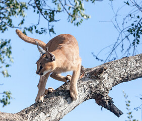 Naklejka premium A Caracal Cat in a tree. Taken in Kenya