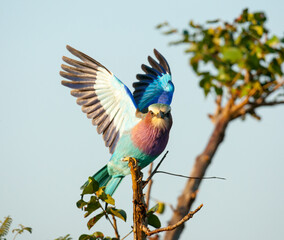 A Lilac breasted Roller with spread wings. Taken in Kenya