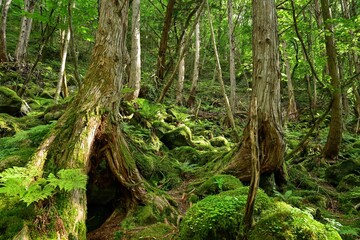蓼科大滝近くの神秘的な苔むした森の情景＠長野