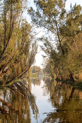 Amanecer en los canales de Xochimilco en la Ciudad de México 