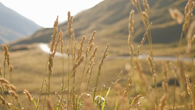Static shot of tall dry grass in the wind with blurred road and hillside in the background on hot summer day in 4K.