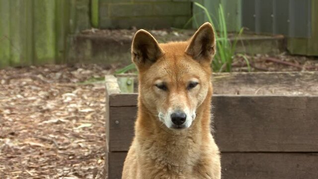 Dingo Dog looking towards the video camera, medium closeup shot.Australia's wildlife.
