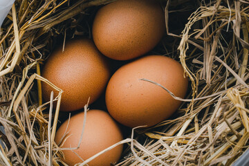 Chicken eggs on a nest of grass for incubation