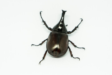 Black Rhinoceros beetle on white background