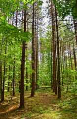 Obraz premium Woodlands at Katterskill