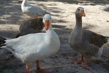 geese on the farm