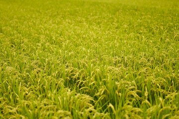 収穫待ちの秋の実り